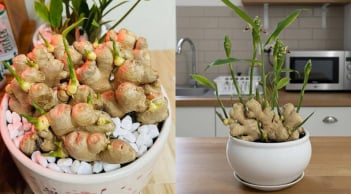 Người thuộc 2 mệnh này trồng gừng phong thủy, Tết Bính Ngọ 2026 hưởng trọn Lộc Trời