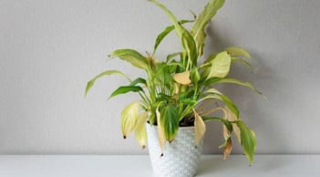 Những loại cây cảnh được xem là biểu tượng của vận xui: Trong nhà đang trồng nhớ vứt bỏ ngay