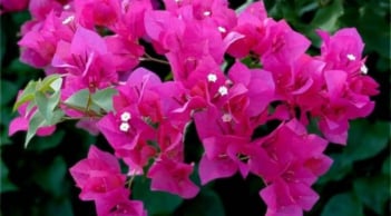 Phân biệt hoa giấy “đực” và hoa giấy “cái”: Bí quyết trồng hoa giấy sai hoa, tốt lá nhưng không ra bông