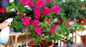 Bí quyết giúp hoa giấy nở kín cành, bền màu đến Tết nhờ loại nước “rẻ bèo” ai cũng có