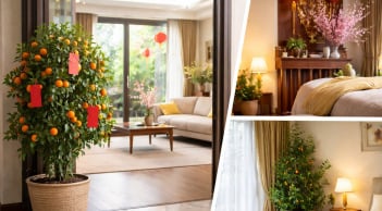 3 nơi không nên đặt cây cảnh ngày Tết nếu muốn gia đạo yên ổn, tài khí không bị xáo trộn