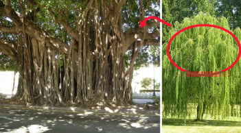 4 loại cây trồng trước nhà nào nhà đó nghèo khổ: Cả người và của đều lao đao