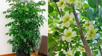 3 loại cây cảnh này trồng trong nhà ra hoa, điềm báo 'trúng số', gia chủ mang túi ba gang hốt tiền tài