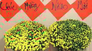 5 loại hoa tươi phù hợp biếu tặng trong dịp Tết Nguyên Đán