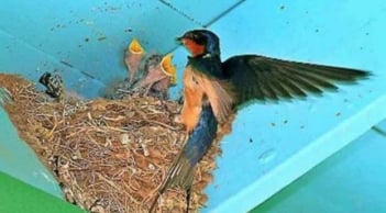 6 dấu hiệu may mắn báo hiệu cận Tết Nguyên đán: Tài lộc ồ ạt kéo đến, cầu gì được nấy