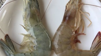 Người bán tôm tiết lộ: Cách phân biệt tôm nuôi và tôm tự nhiên cực dễ, ai cũng làm được