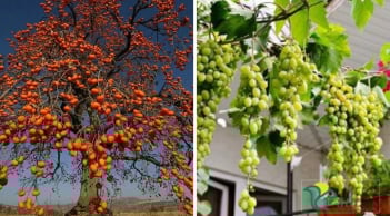 Người xưa căn dặn: Trồng 4 loại cây này trong sân, con cháu dễ gặp giàu sang, phú quý