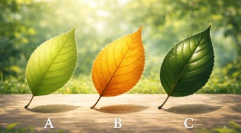 Quiz đầu năm 2026: Chọn một chiếc lá để biết bạn nên buông hay giữ gì để vận trình bứt phá