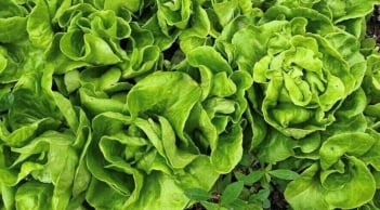 5 người nên hạn chế ăn rau xà lách