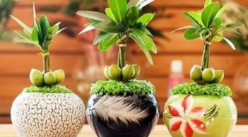 6 loại cây nên trồng cuối năm vừa hợp phong thủy vừa giúp gia chủ chiêu tài lộc