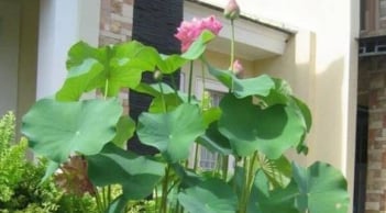 7 loại hoa cuối năm nhất định phải mua để giải trừ vận đen, hút tài lộc đón Tết