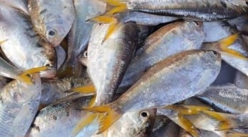 Đi chợ gặp loại cá này nên mua ngay: Canxi cao gấp 3 lần sữa, rẻ hơn thịt, bán đầy chợ Việt