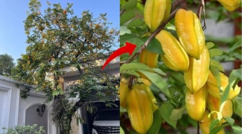 Người thuộc 3 mệnh này trồng Cây Khế như Rước Vàng vào nhà, lộc về như thác đổ