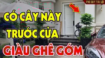 3 loại cây trồng trước nhà: Cây càng xanh người càng hưng thịnh, giàu có