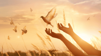 7 trường hợp không nên sát sinh theo lời Phật dạy