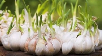 Gừng, hành, tỏi mọc mầm có ăn được không? Cận Tết nhất định phải biết