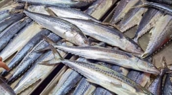 3 loại cá bổ dưỡng bậc nhất, không phải cá diếc hay cá chép: Giúp tăng trí não, nâng cao sức đề kháng