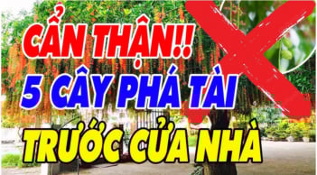 5 loại cây âm khí cao: Cây càng xanh người càng suy kiệt, đó là cây gì?