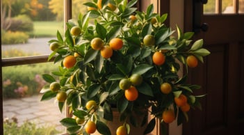 5 cây cảnh “hoa tài lộc” nên đặt trong nhà: Vừa đẹp không gian, vừa hút may mắn và tiền bạc