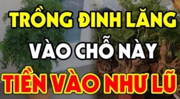 Vị trí trồng cây đinh lăng chuẩn phong thủy: Đặt đúng chỗ như “thần giữ của”, hút tài lộc, ít người biết