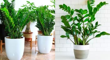 3 loại cây tài lộc nên đặt trong nhà vào Tết Bính Ngọ 2026