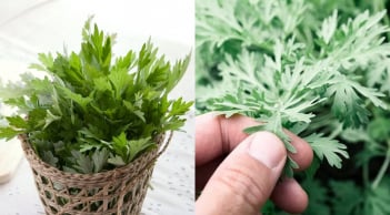 Cách dùng ngải cứu tăng tuần hoàn máu não, làm ấm tử cung, phụ nữ nhất định phải biết