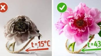 Bí quyết chăm hoa nở đúng Tết 2026: Nhanh bung nụ, lâu tàn, sắc rực rỡ