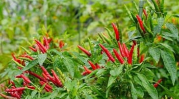 Trồng cây ớt trước nhà có tốt không? Gia chủ đón may mắn hay rước điều xấu?