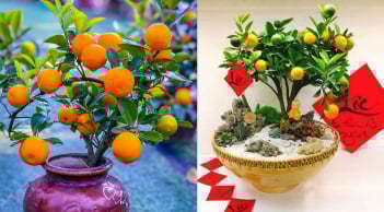 Vị trí đặt cây quất ngày Tết giúp kích hoạt tài lộc, gia chủ càng làm càng phất, giàu có vang danh