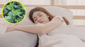 Điều khi xảy ra với cơ thể khi thường xuyên sử dụng gối ngải cứu?