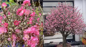 Mẹo giữ hoa đào nở đúng dịp Tết, lâu rụng cánh