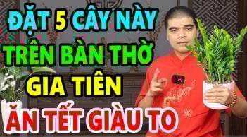 5 loại cây trồng trên trong nhà hút tài lộc giàu có trọn đời