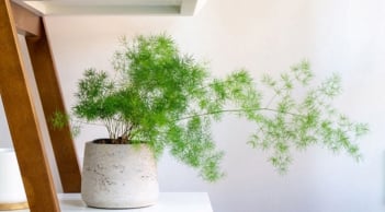 Người mệnh Thủy năm 2026 hợp trồng 5 loại cây này, để đón tài lộc và 'tiền vào như nước'