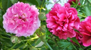 Tết Bính Ngọ 2026: 3 loại hoa đẹp nhưng không được đặt lên bàn thờ