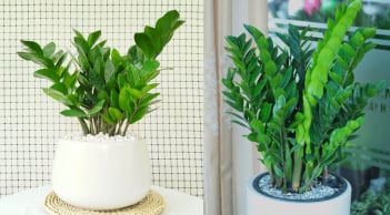 Tết Bính Ngọ đặt 3 loại cây này trong nhà, Tài - Lộc - Tiền đua nhau vào cửa