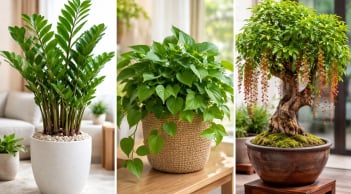 3 loại cây càng để lâu càng tụ tài: Trồng một lần, lộc vào bền bỉ