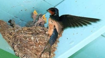 Cận Tết Nguyên đán 2026: 6 điềm báo trong nhà cho thấy tài lộc sắp gõ cửa, cầu gì được nấy