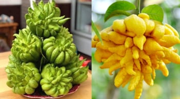 Chọn Phật Thủ thắp hương Tết nên lấy loại màu xanh hay màu vàng? Mua đúng loại để cả năm thịnh vượng