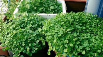 Loại rau này trồng 1 lần ăn cả năm, rất tốt cho xương khớp mà ít người để ý ăn