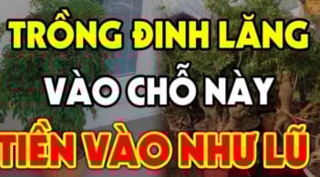 Vị trí tốt nhất trồng cây đinh lăng để hút tài lộc: Đặt đúng chỗ như “thần giữ của”, gia chủ phát lộc