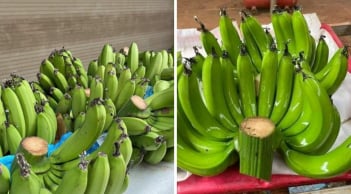 Chọn chuối thắp hương ngày Tết: 5 điều nên tránh để không “hao” lộc, đen đủi trong năm mới