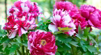 Có câu: “Góc nhà có 3 loại hoa, không phú quý thì cũng phát tài”. Đây là 3 loại hoa gì?