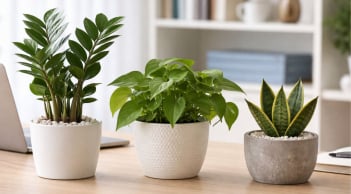  Năm Bính Ngọ 2026: 3 loại cây nên đặt trên bàn làm việc để kích hoạt vận may, giữ nhịp thăng tiến