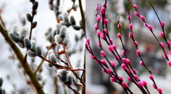 Tết chưng hoa gì để may mắn? Các loại hoa rước tài lộc, mang lại bình an năm 2026