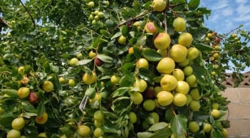 5 loại cây trồn trong sân nhà mang lại hạnh phúc gia đình, con cháu luôn giàu sang