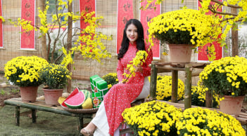 Hoa cúc mâm xôi là biểu tượng của sự sum vầy, tràn đầy niềm vui và may mắn trong năm mới