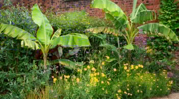 Năm Bính Ngọ 2026, tránh trồng 3 loại cây này trước cửa nhà