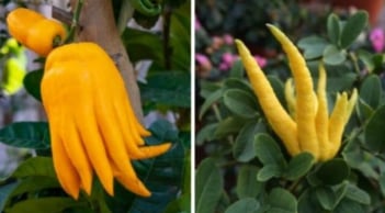 Vì sao quả phật thủ được săn đón dịp Tết Nguyên đán? Ý nghĩa phong thủy của quả phật thủ