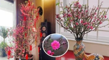 Đặt cây đào tết 2026 ở vị trí nào trong nhà tốt nhất theo phong thủy để rước tài lộc, may mắn?