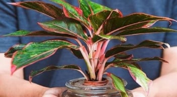 5 loại cây cảnh nghe tên đã thấy giàu, đặt bàn thờ ngày Tết hút tài lộc cực mạnh